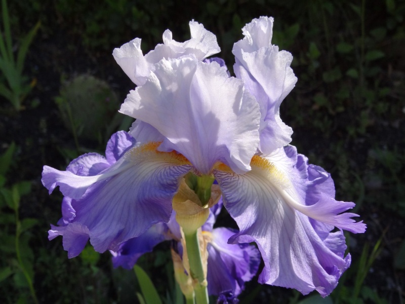 Floraisons 2016 de nos grands iris barbus et Bilan - Page 2 Dsc07422