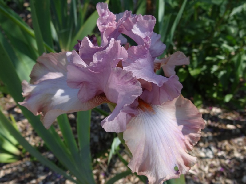 Floraisons 2016 de nos grands iris barbus et Bilan - Page 2 Dsc07425