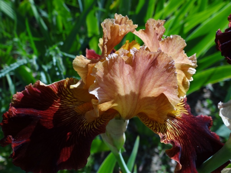 Floraisons 2016 de nos grands iris barbus et Bilan - Page 2 Dsc07427