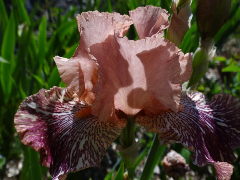 Floraisons 2016 de nos grands iris barbus et Bilan - Page 2 Dsc07428