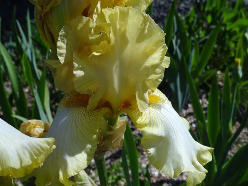 Floraisons 2016 de nos grands iris barbus et Bilan - Page 2 Dsc07431