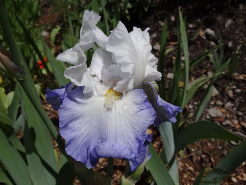Floraisons 2016 de nos grands iris barbus et Bilan - Page 3 Dsc07434