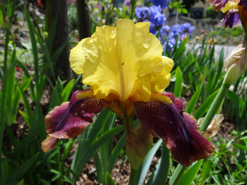 Floraisons 2016 de nos grands iris barbus et Bilan - Page 3 Dsc07438