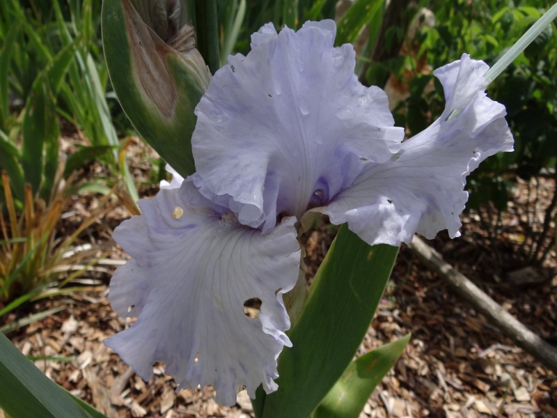 Floraisons 2016 de nos grands iris barbus et Bilan - Page 3 Dsc07447
