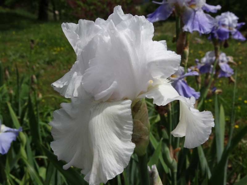 Floraisons 2016 de nos grands iris barbus et Bilan - Page 3 Dsc07510