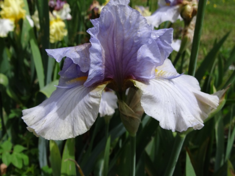 Floraisons 2016 de nos grands iris barbus et Bilan - Page 3 Dsc07514