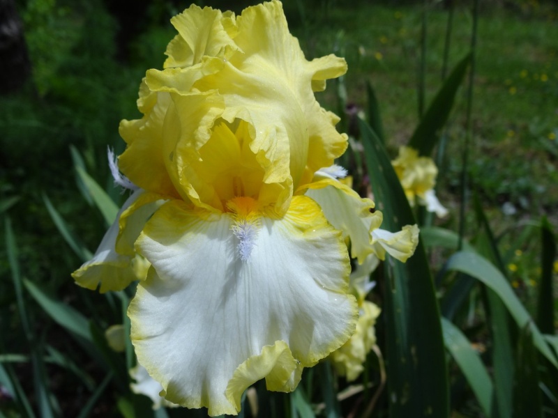 Floraisons 2016 de nos grands iris barbus et Bilan - Page 3 Dsc07515