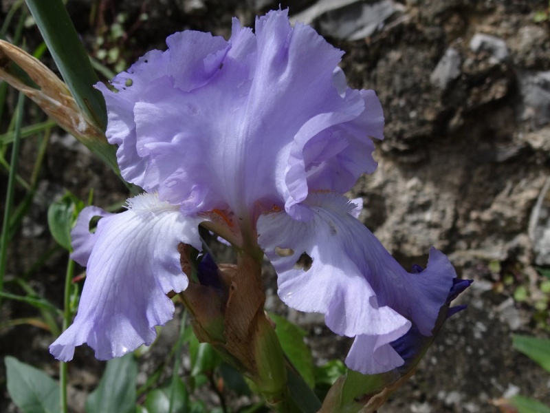 Floraisons 2016 de nos grands iris barbus et Bilan - Page 3 Dsc07516