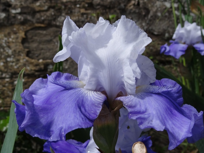 Floraisons 2016 de nos grands iris barbus et Bilan - Page 3 Dsc07517
