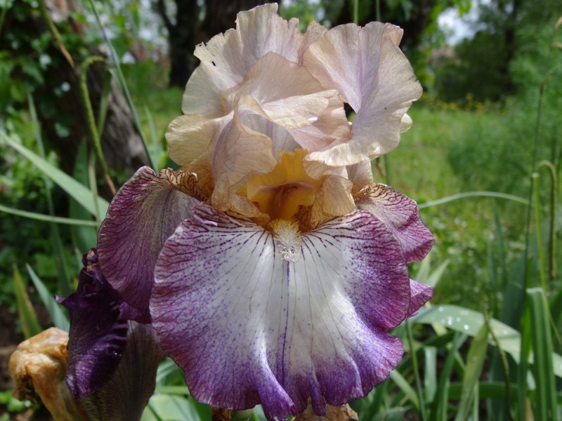 Floraisons 2016 de nos grands iris barbus et Bilan - Page 3 Dsc07518