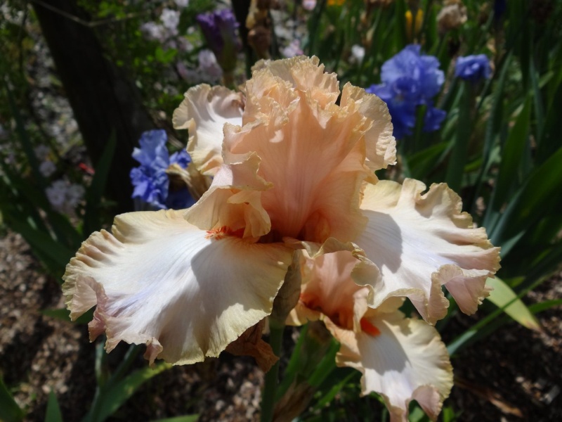 Floraisons 2016 de nos grands iris barbus et Bilan - Page 5 Dsc07714