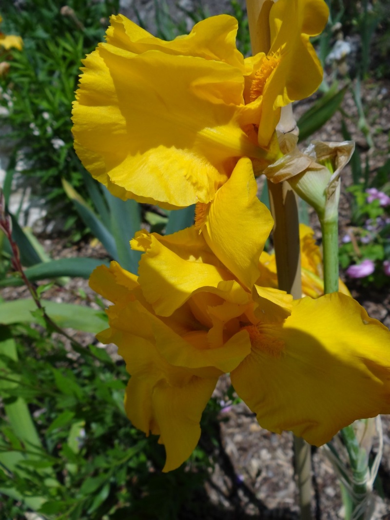 Floraisons 2016 de nos grands iris barbus et Bilan - Page 5 Dsc07715