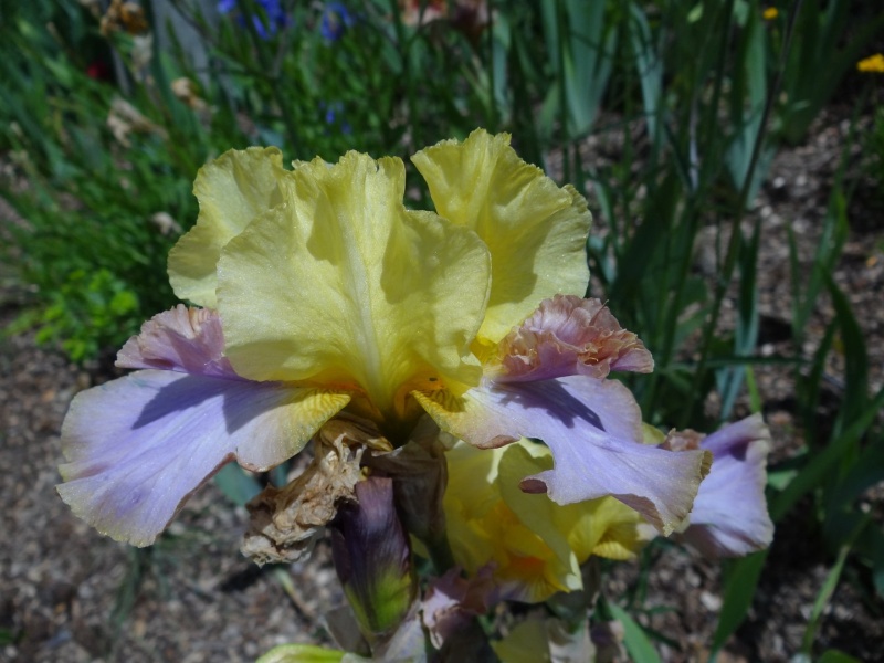 Floraisons 2016 de nos grands iris barbus et Bilan - Page 5 Dsc07716