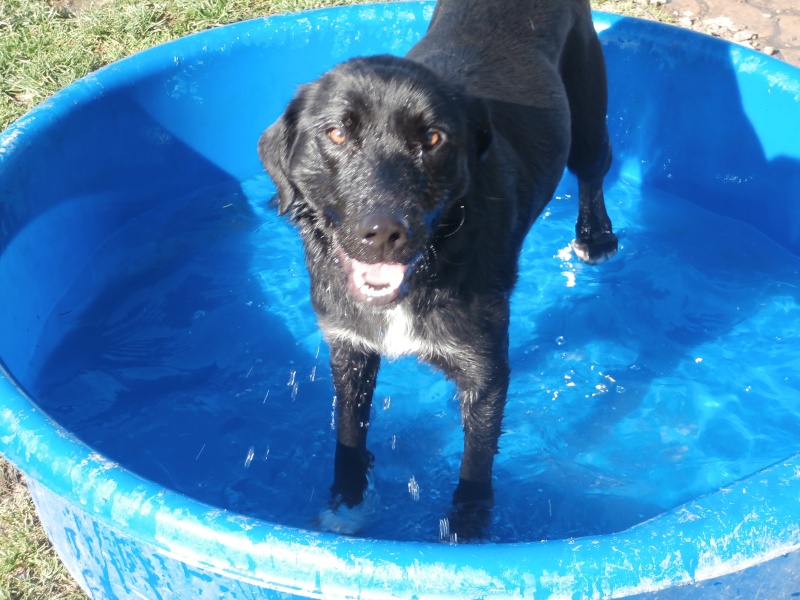 XENA (croisé labrador noire et blanche) P3263943