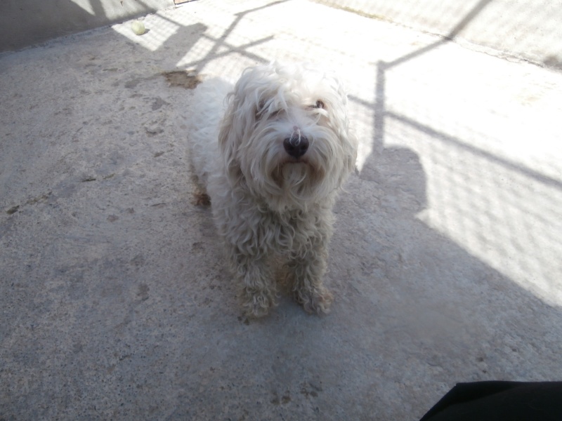 DEXTER (mâle croisé bichon) P4064010