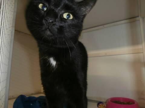 Thirion Chat Noir Presque Aussi Beau Que Tigre