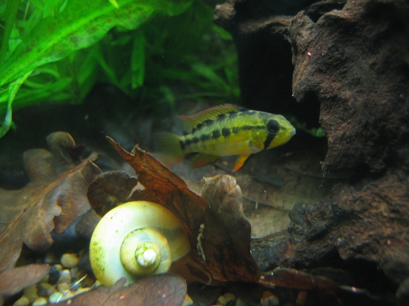 apistogramma viejita Habita10