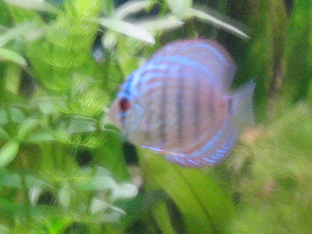 discus photo Img_0714