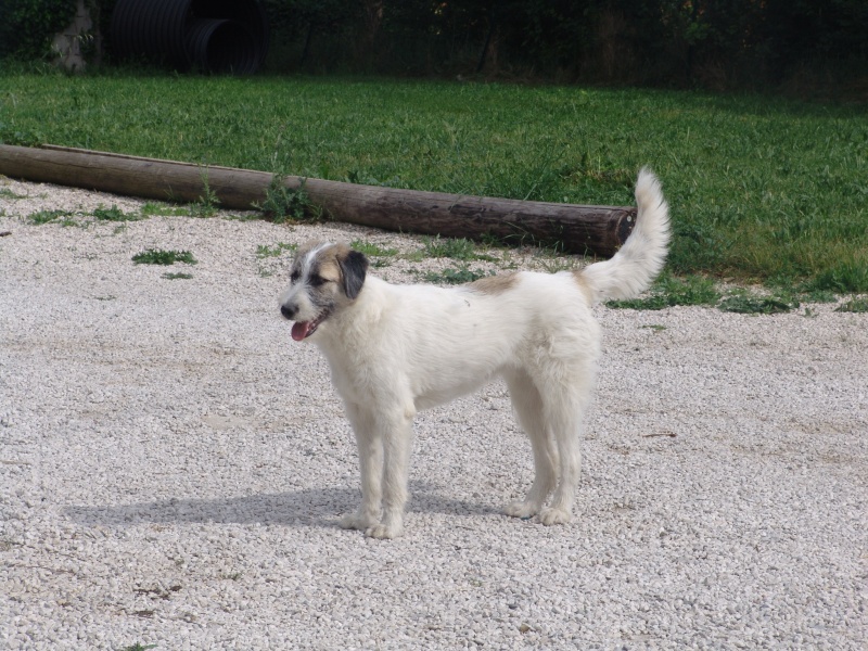 BONES, chiot femelle, née en juin 2015 (Pascani) - adoptée par Marybee (dpt84) - Page 2 Dsc00215