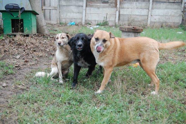 REXOU - mâle croisé, taille moyenne, né en 2009 - URGENCE, plus de 2 ans de refuge (CARMINA BUCAREST) - Adopté en Ecosse Rexou111