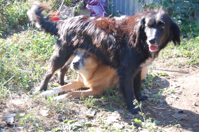 REXOU - mâle croisé, taille moyenne, né en 2009 - URGENCE, plus de 2 ans de refuge (CARMINA BUCAREST) - Adopté en Ecosse Rexou210