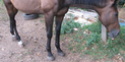 BAMBOLO - PS né en 1995 - adopté en août 2009 par Agnès-p Img_0214