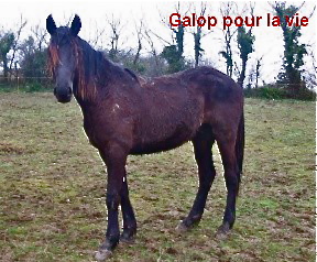 Urgent ! 3 chevaux trotteurs à sauver !!! Trappe11