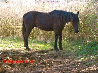 TRAPPEUR DU LYS - TF né en 2007 - adopté en septembre 2009 par Antoine Trappe12