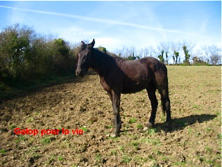 TRAPPEUR DU LYS - TF né en 2007 - adopté en septembre 2009 par Antoine Trappe14