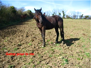 TRAPPEUR DU LYS - TF né en 2007 - adopté en septembre 2009 par Antoine Trappe15