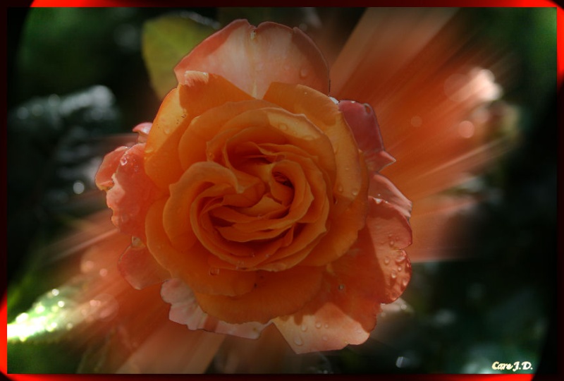 dans notre jardin Rose_o12