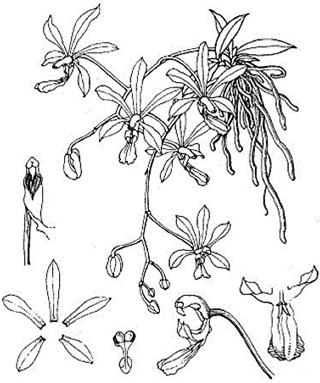 Discussion autour de Phalaenopsis wilsonii, minor et chuxiongensis Chuxio10