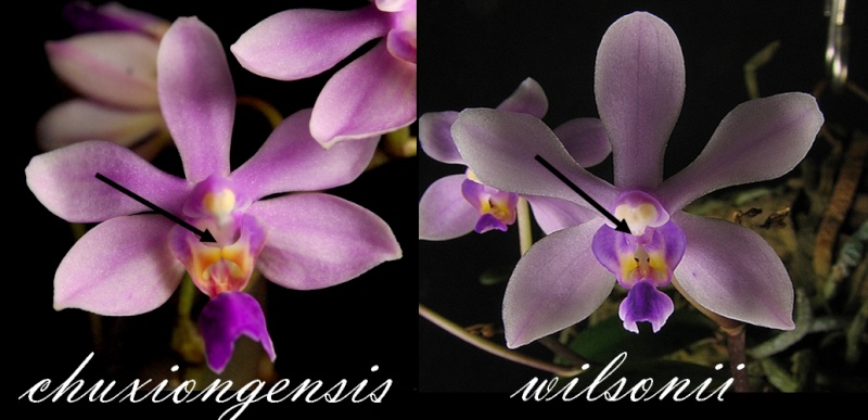 Discussion autour de Phalaenopsis wilsonii, minor et chuxiongensis Compar10