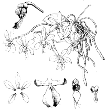 Discussion autour de Phalaenopsis wilsonii, minor et chuxiongensis Minor10