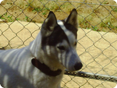 VEIKA husky 5ans REF (30) ADOPTEE 8e88dc10