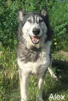ALEX XHusky 7 ans beau gentil sociable REF (26) DECEDE Alex11