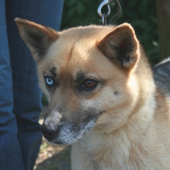 BAIKA Husk x berger 4ans à la SPA de DOUAI (59) SOS! ADOPTEE Baika110