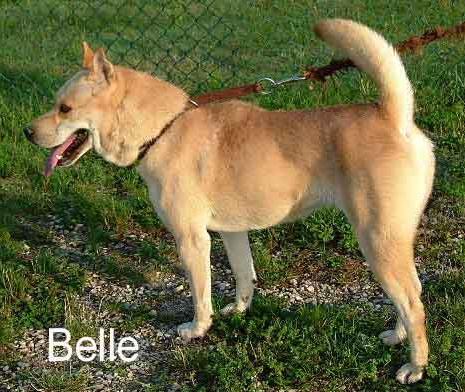BELLE   x Akita inu 10 ans REF venez la rencontrer !  (26)"Adoptée" Belle10