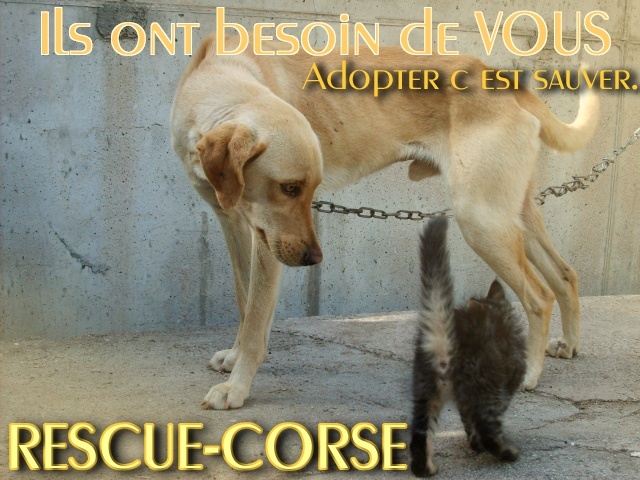 Rescue-Corse Besoin11
