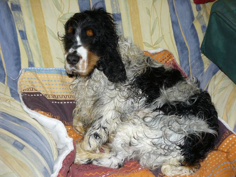 BALOO besoin dons pour chien avec fracture TERMINE Bill3110
