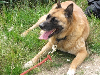 CIDJI (THEMIS)   malinois  Xhusky 9ans  (f)  80 ADOPTEE Cidji_10