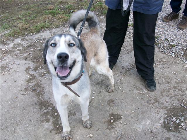 Clara husky aux yeux bleus de presque 2 ansNancy (54) Clara110