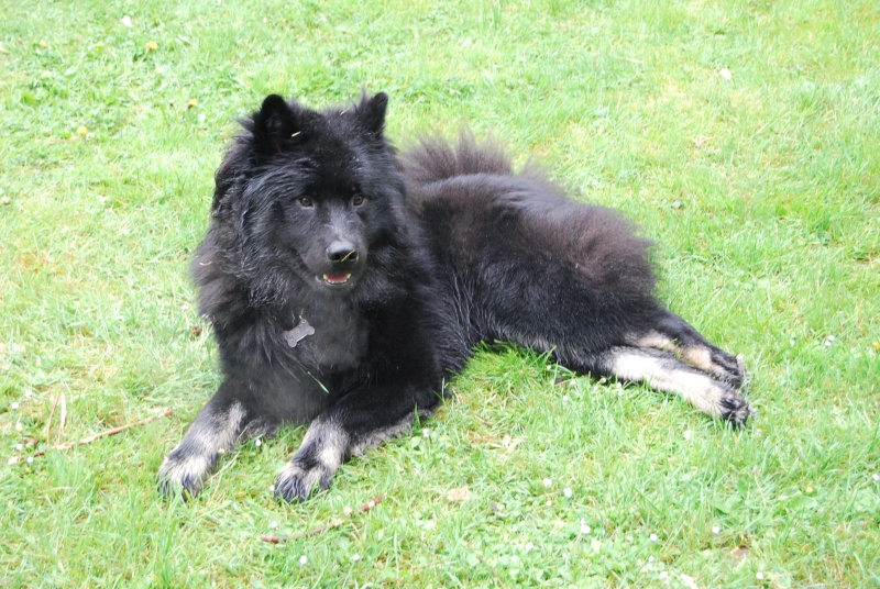 eurasier - Eurasier 500mg 7j/7 Dsc_0120