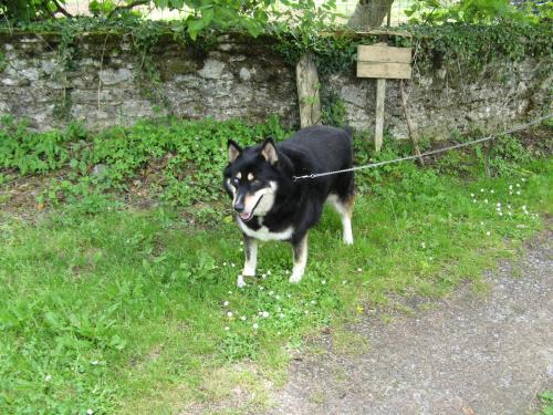 TICKY x Husky mâle 6 ans ! (87) E2018b10