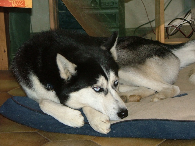 will siberian husky 5 ans (35) Huskyy12