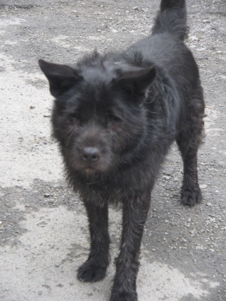 chow - WILLOW adorable mâle x chow chow 8 ans FAM (59)ADOPTE Img_2310