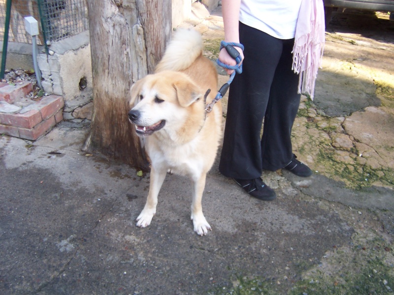 KOUMA. akita 6 ans refuge LADY YULE à MOUGINS (06)adopté - Page 2 Kouma_10