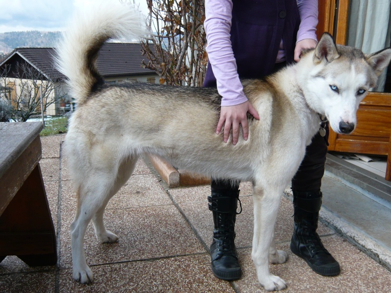 NANUK  Husky Femelle 2ans Haute-savoie (74) P1020310