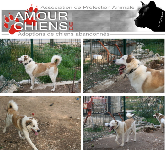 PINCEAU Xhusky 3 ans REF (13) ADOPTE Photo_13