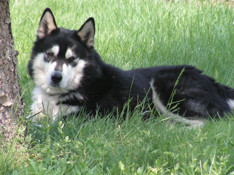 SPOON husky mâle 7ans/² Beaulieu sous la roche (85) Spoon_10